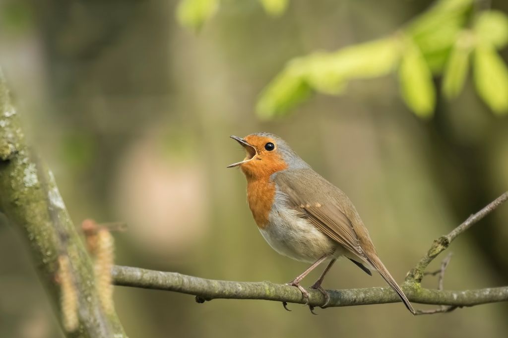 Why listening to birds is good for your&nbsp;health